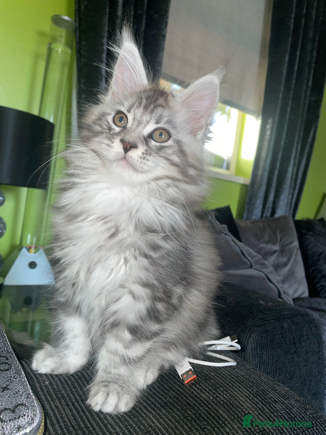 Maine Coon cats for sale: TICA registered Maine coon kittens  - Image 12