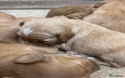 Mini Goldendoodle dogs for sale: F1 miniature Goldendoodle puppies. - Image 4