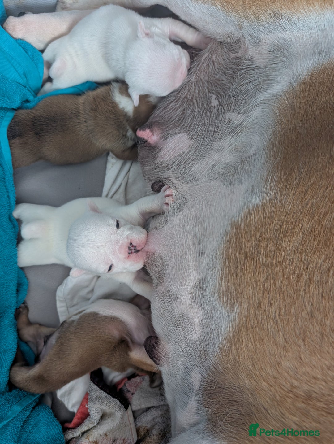English Bulldog dogs for sale: Traditional British bulldogs pet only homes  - Image 8