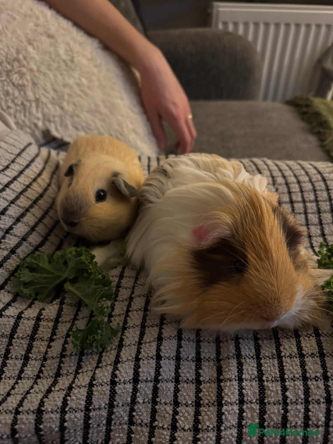 Guinea Pig rodents for sale: 2 Male Guinea Pigs, optional Hutch & Accessories  - Advert 5