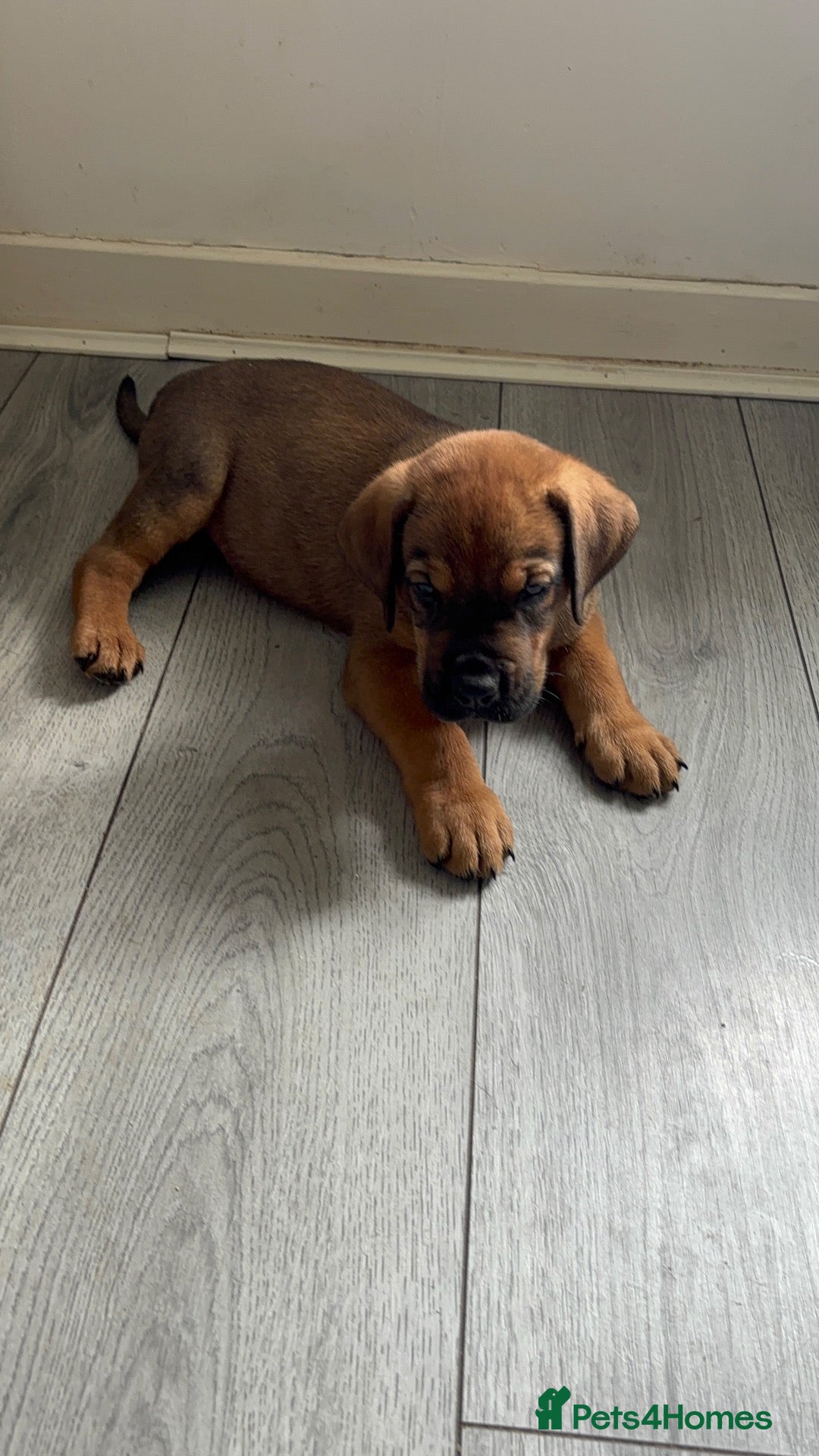 Mixed Breed dogs READY FROM NEXT WEEK! Great Rottie Puppies - Advert 1