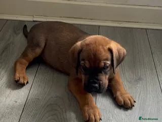 Mixed Breed dogs READY FROM NEXT WEEK! Great Rottie Puppies - Advert 1