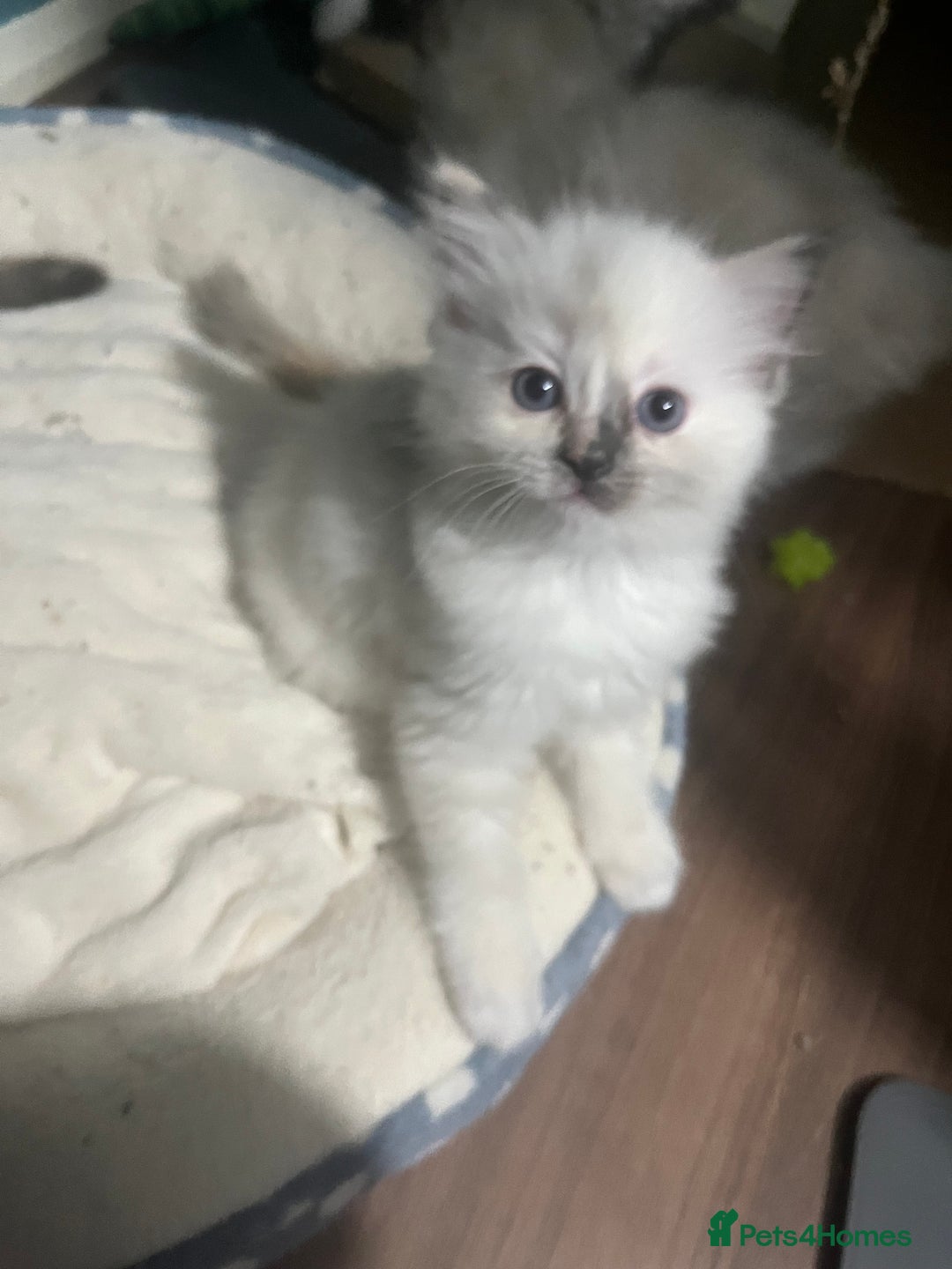 Ragdoll cats for sale: GCCF Ragdoll kittens ready now - Image 17