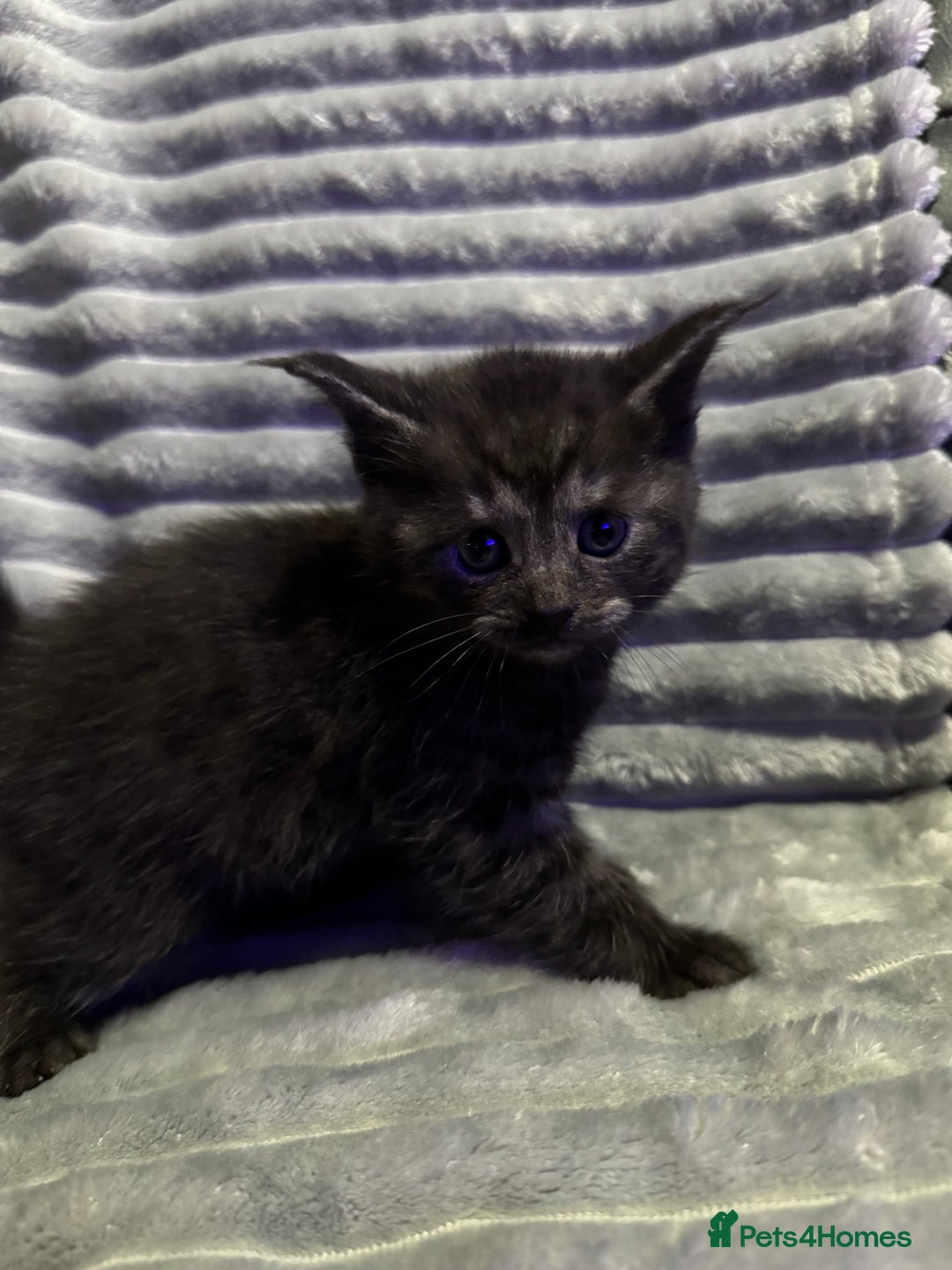 Mixed Breed cats for sale: British short hair cross Maine coon  - Advert 8