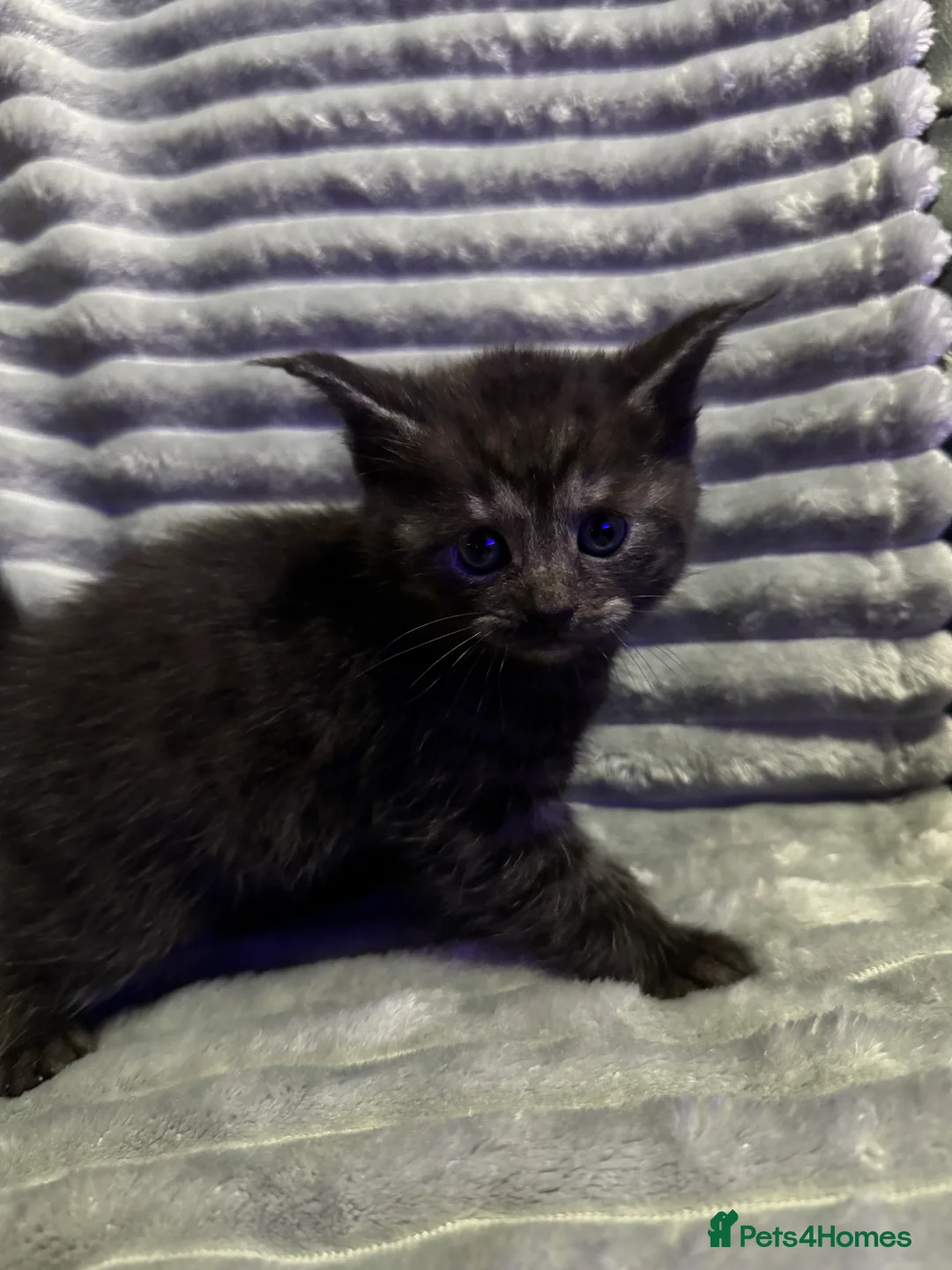 Mixed Breed cats for sale: British short hair cross Maine coon  - Advert 12