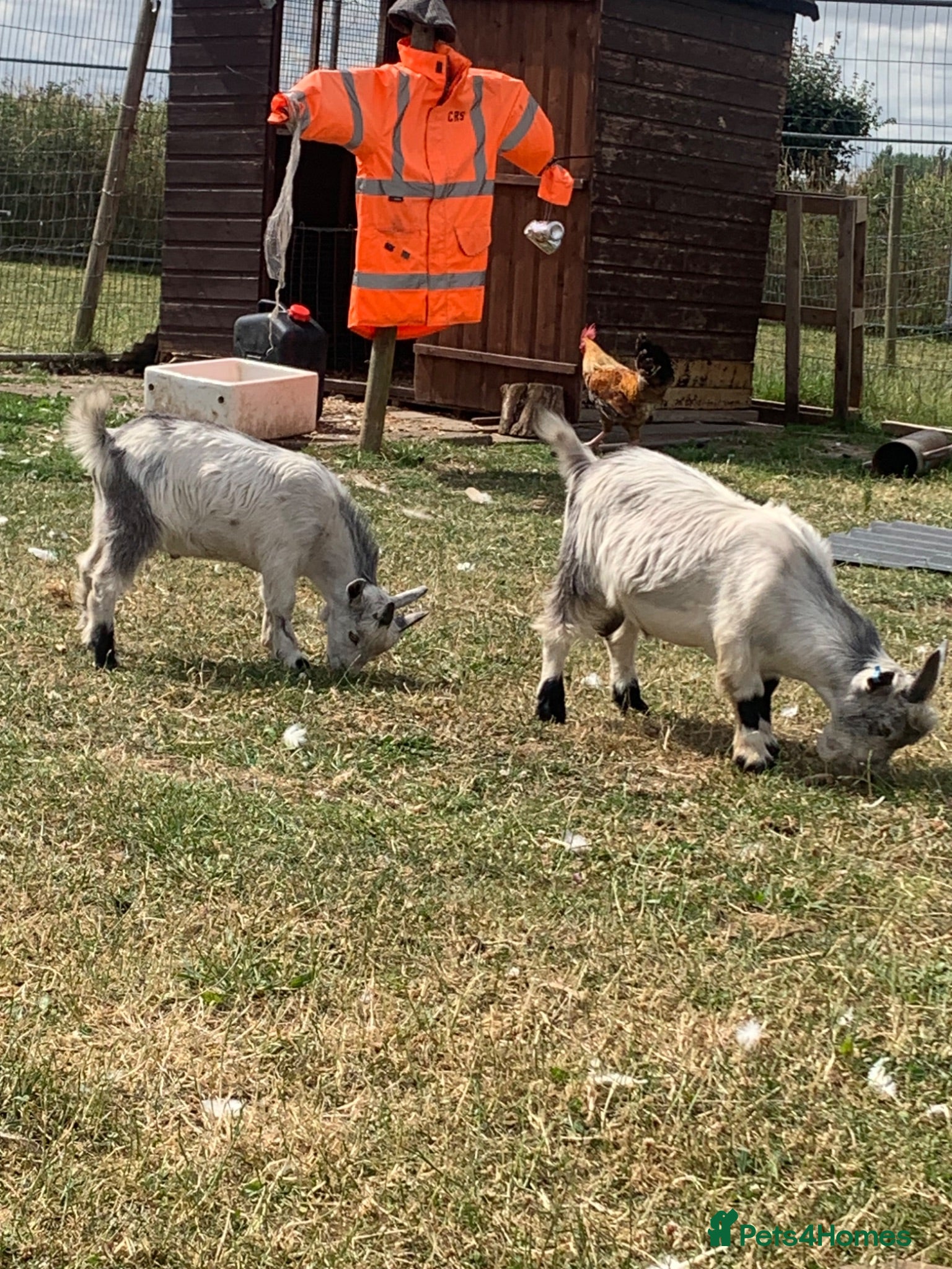Goats livestock 2 billy Pygmy goats for sale - Advert 10