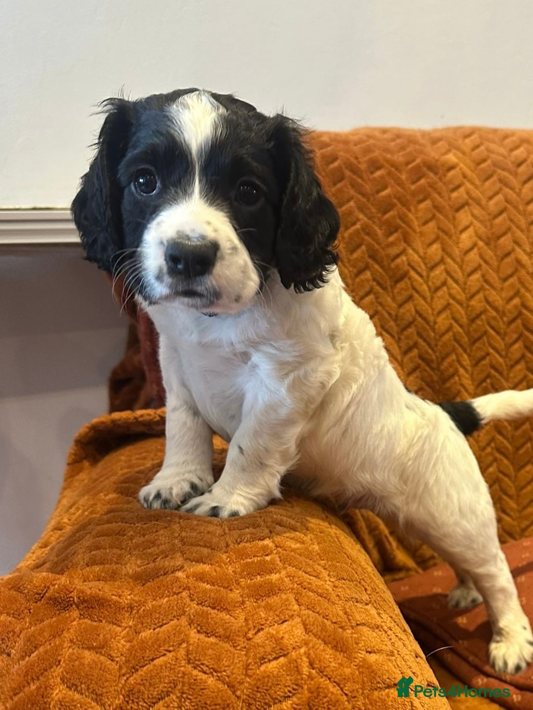 Cocker Spaniel dogs for sale: Blue roan working cocker spaniels - ONLY 2 LEFT - Image 11