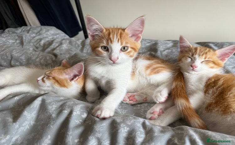 Maine Coon cats - Advert 1