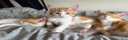 Maine Coon cats for sale: Free 3 Male Kittens - Ginger/White - Advert 2