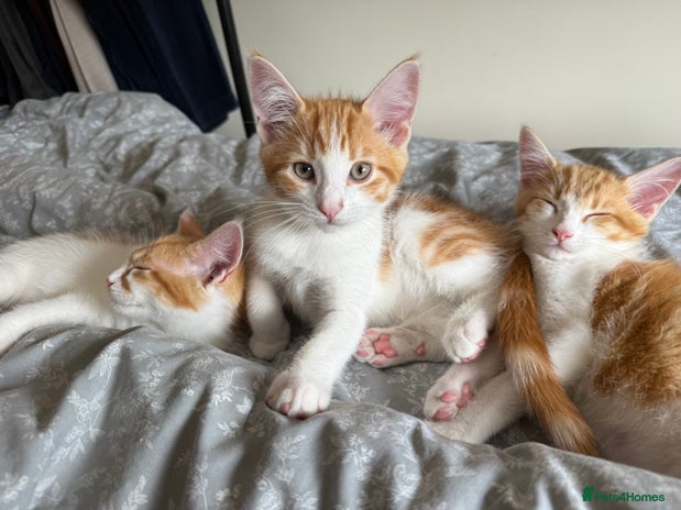 Maine Coon cats - Advert 4