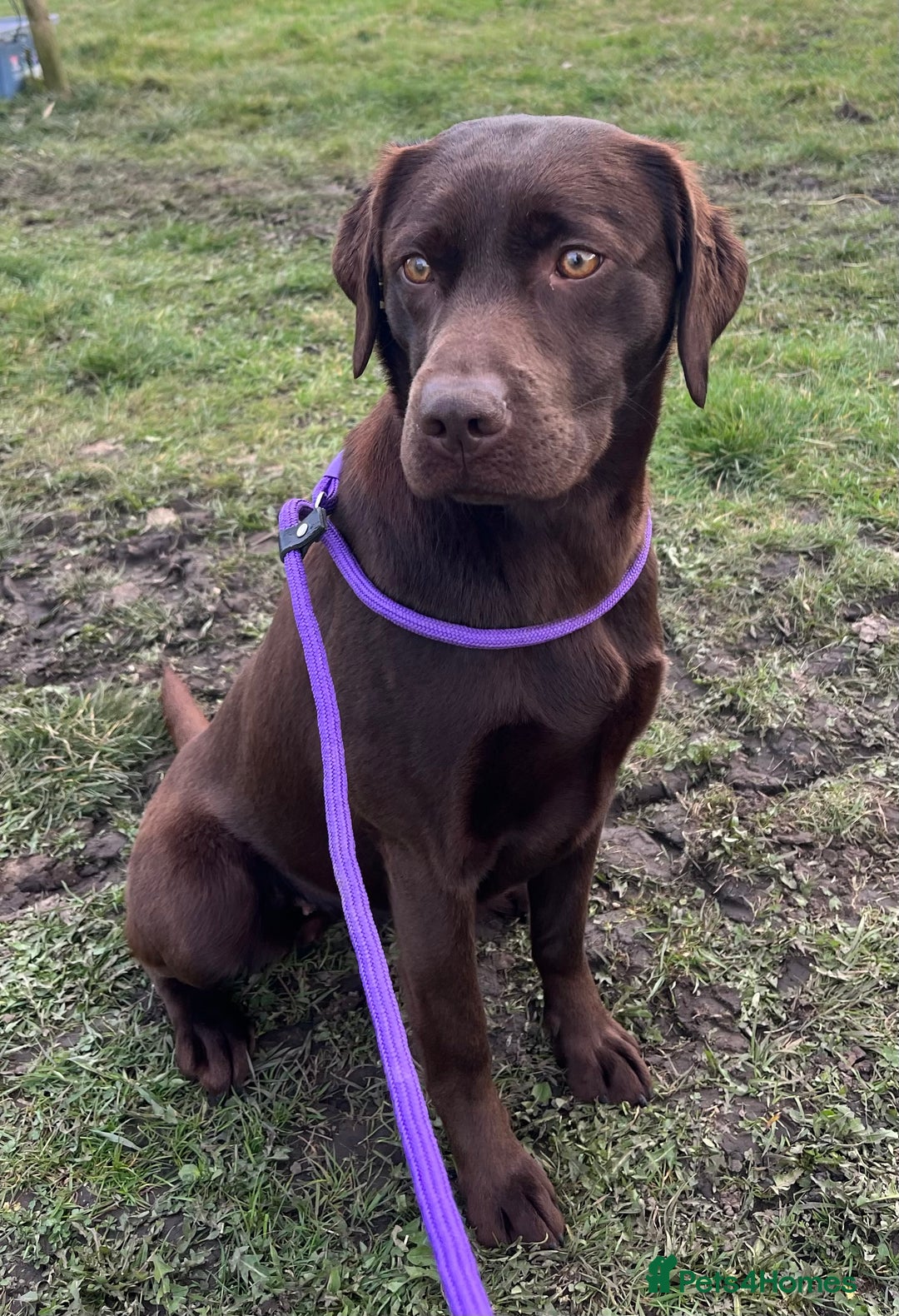 Labrador Retriever dogs for sale: Kc registered chocolate Labradors  - Image 5