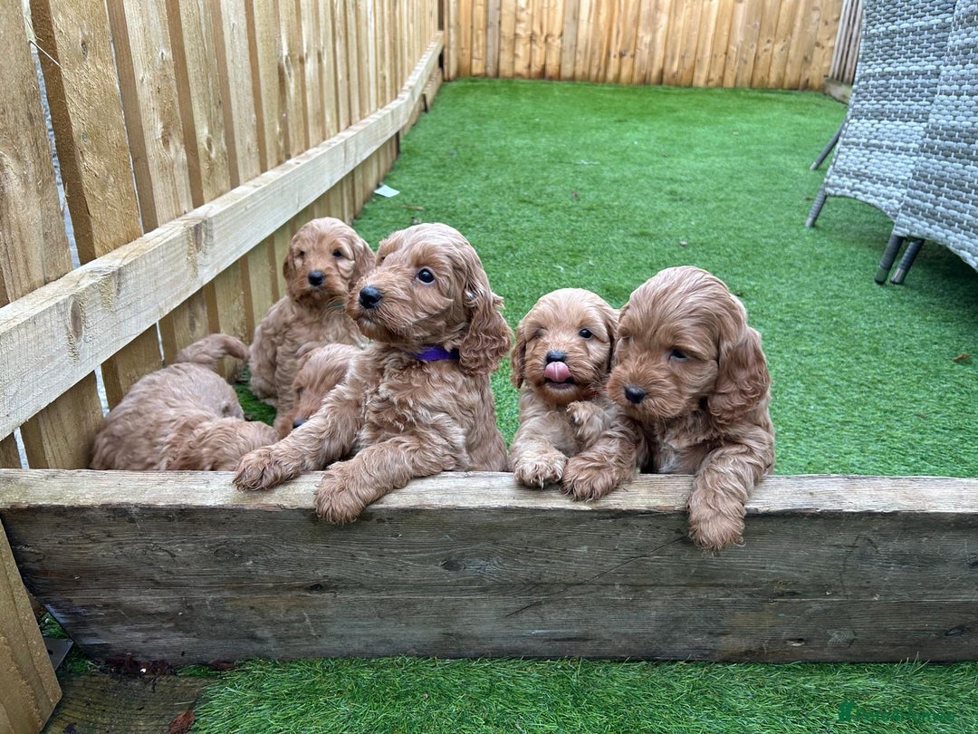 Cockapoo dogs for sale: F1 Miniature Cockapoo  - Advert 9