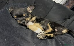 Chipoo dogs for sale: Male Mini Toy Poodle & Tea Cup Chihuahua - Image 5