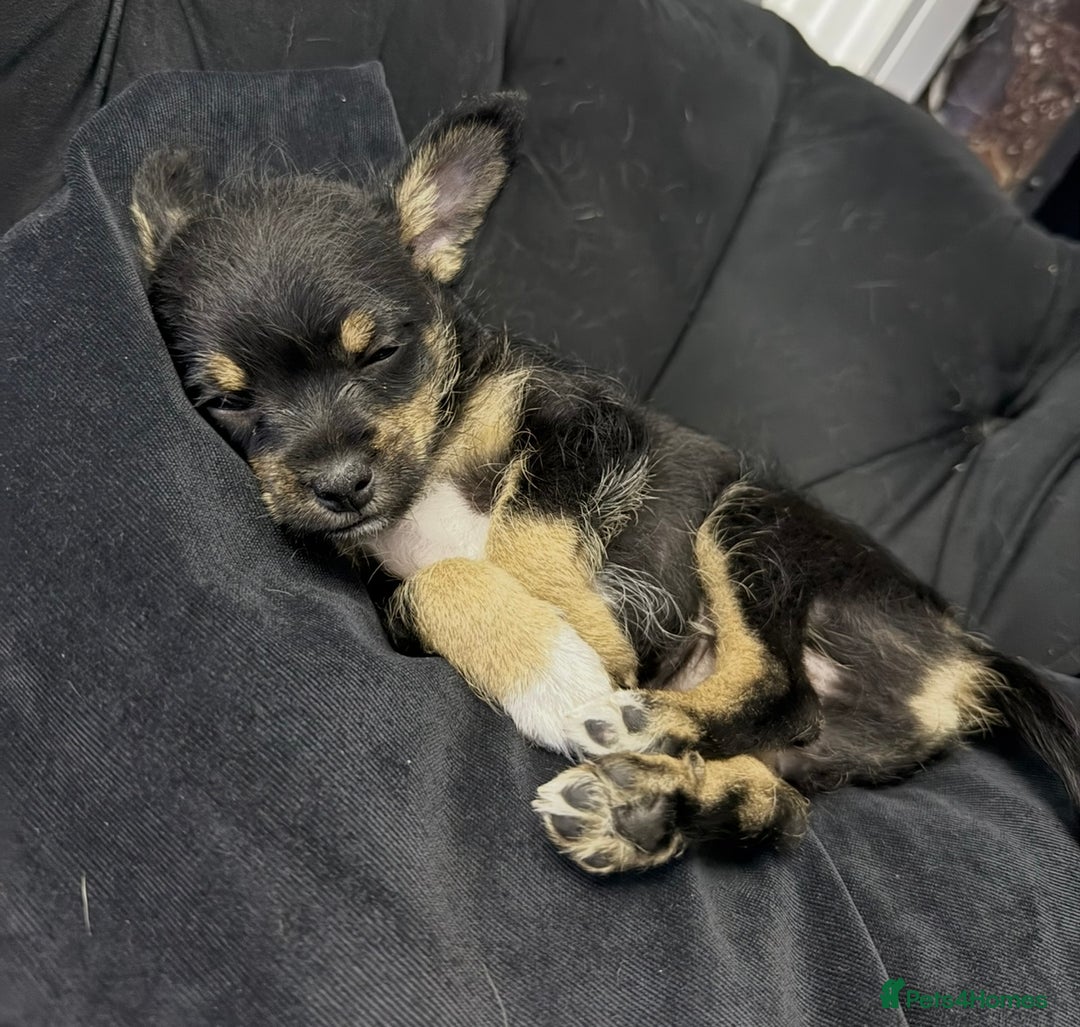 Chipoo dogs for sale: Male Mini Toy Poodle & Tea Cup Chihuahua - Image 5