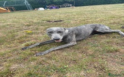 Lurcher dogs for sale: Working lurcher pups  - Image 10