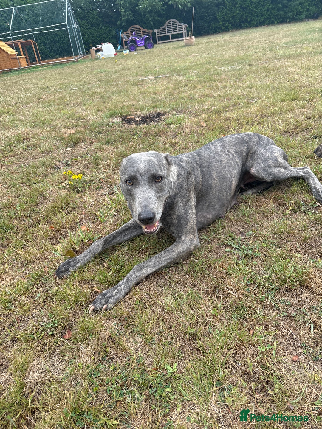 Lurcher dogs for sale: Working lurcher pups  - Image 10