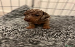 Miniature Dachshund dogs for sale: Miniature dachshunds for sale  - Image 7