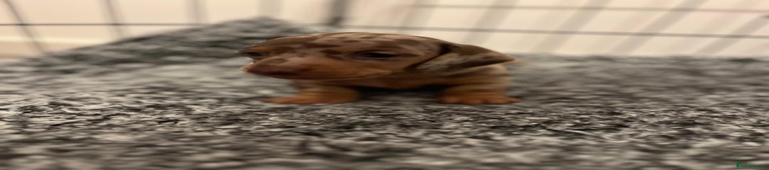 Miniature Dachshund Puppy 1