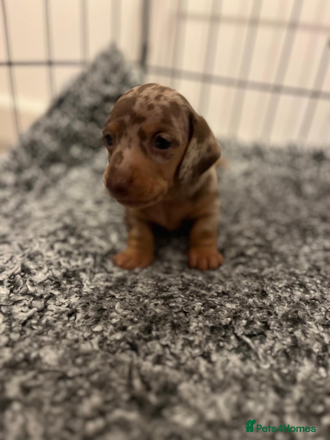 Miniature Dachshund dogs for sale: Miniature dachshunds for sale  - Image 7