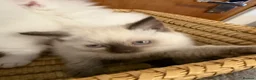 Scottish Fold cats for sale: Gorgeous Scottish Fold & Straight Kittens  in Ayr - Advert 5