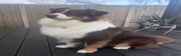 Australian Shepherd dogs for stud: Tri Red Australian Shepherd  in Bedford - Advert 6