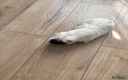 Guinea Pig rodents for sale: Guinea pigs looking for a new home - Image 1