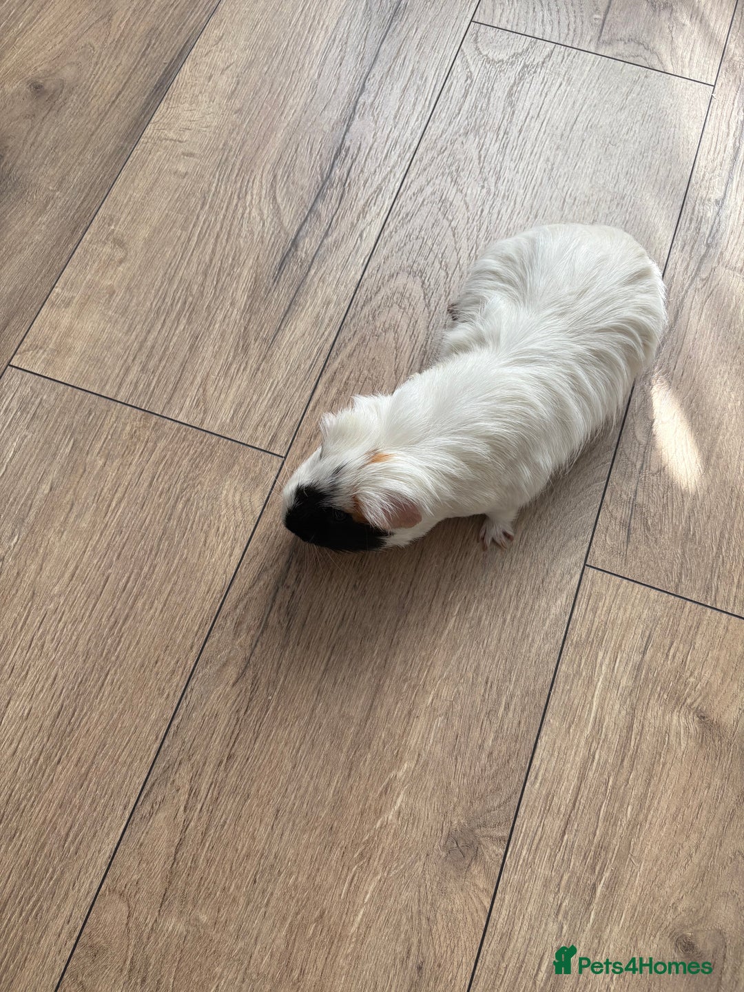 Guinea Pig rodents for sale: Guinea pigs looking for a new home - Image 1