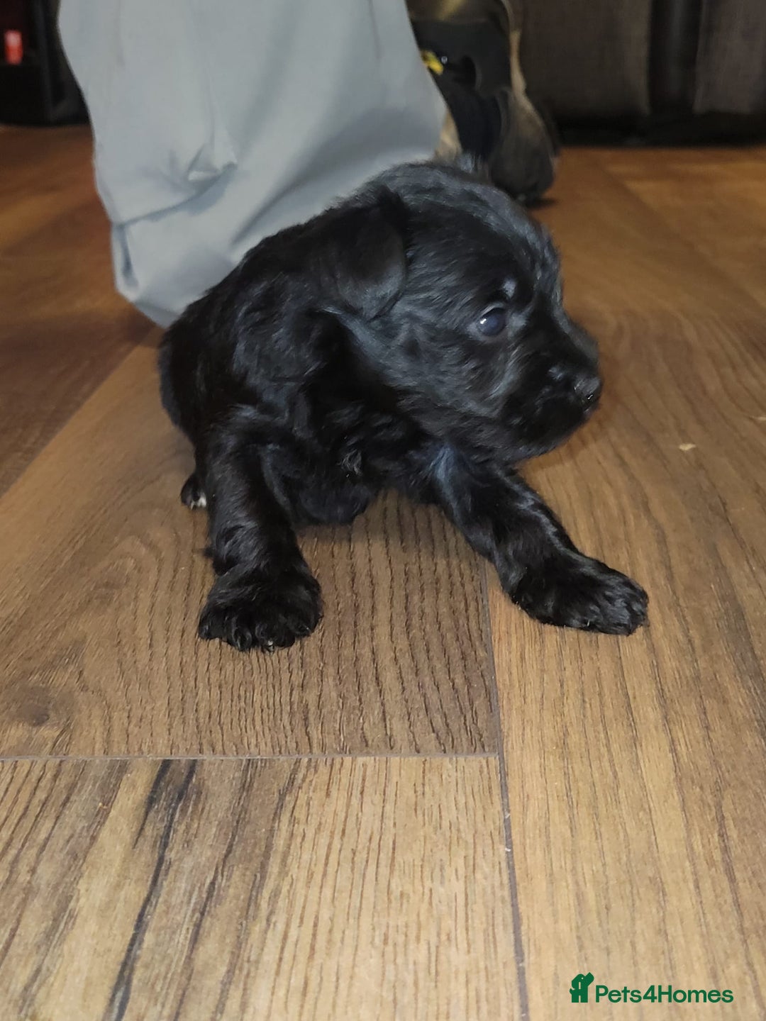 Miniature Schnauzer dogs for sale: Kc mini schnauzers - Advert 4