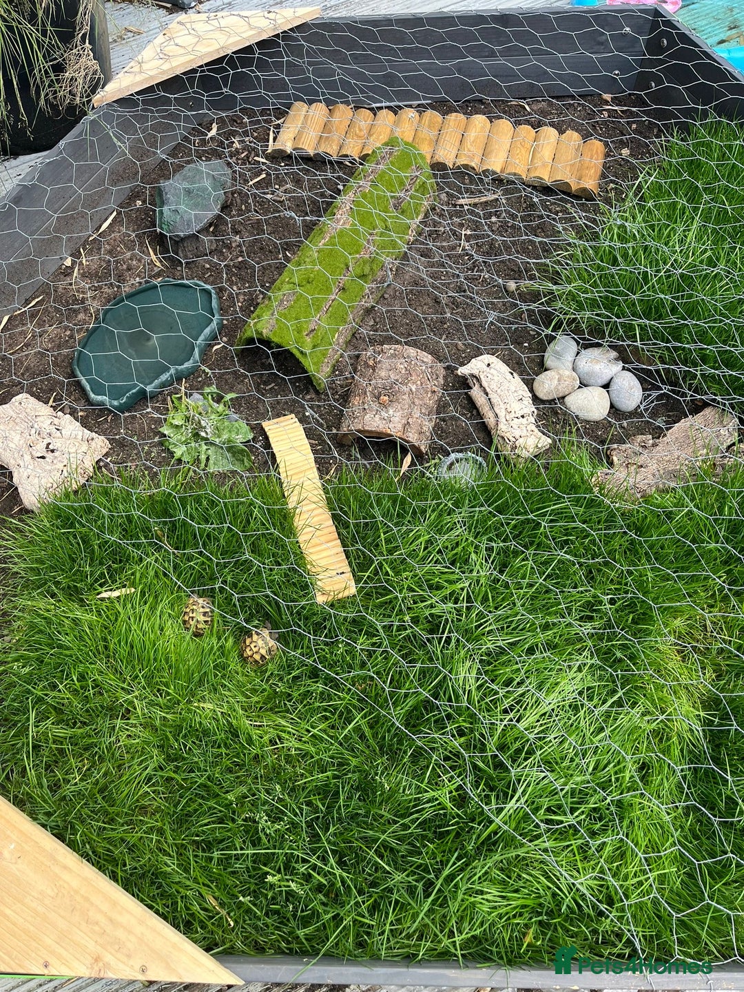 Tortoise reptiles for sale: 2x baby Herman tortoises  - Image 7