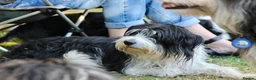 Bearded Collie dogs for sale: Working Bearded Collie pups. 2 x boys. - Advert 4