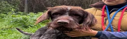 German Wirehaired Pointer dogs for adoption: German Wirehaired Pointer in York - Advert 4