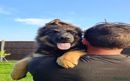 German Shepherd dogs for sale: Outstanding KC longhaired german shepherd puppies - Image 2