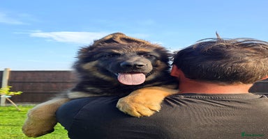 German Shepherd dogs - Advert 10