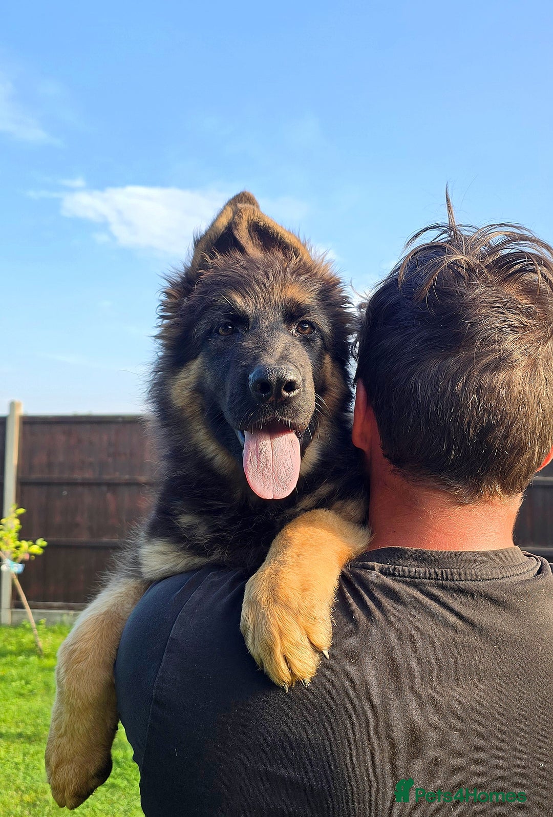 German Shepherd dogs for sale: Outstanding KC longhaired german shepherd puppies - Image 2