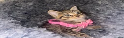 European cats for sale: Kitten’s Looking For Loving Families! 4 Kitten’s. in Keighley - Advert 7