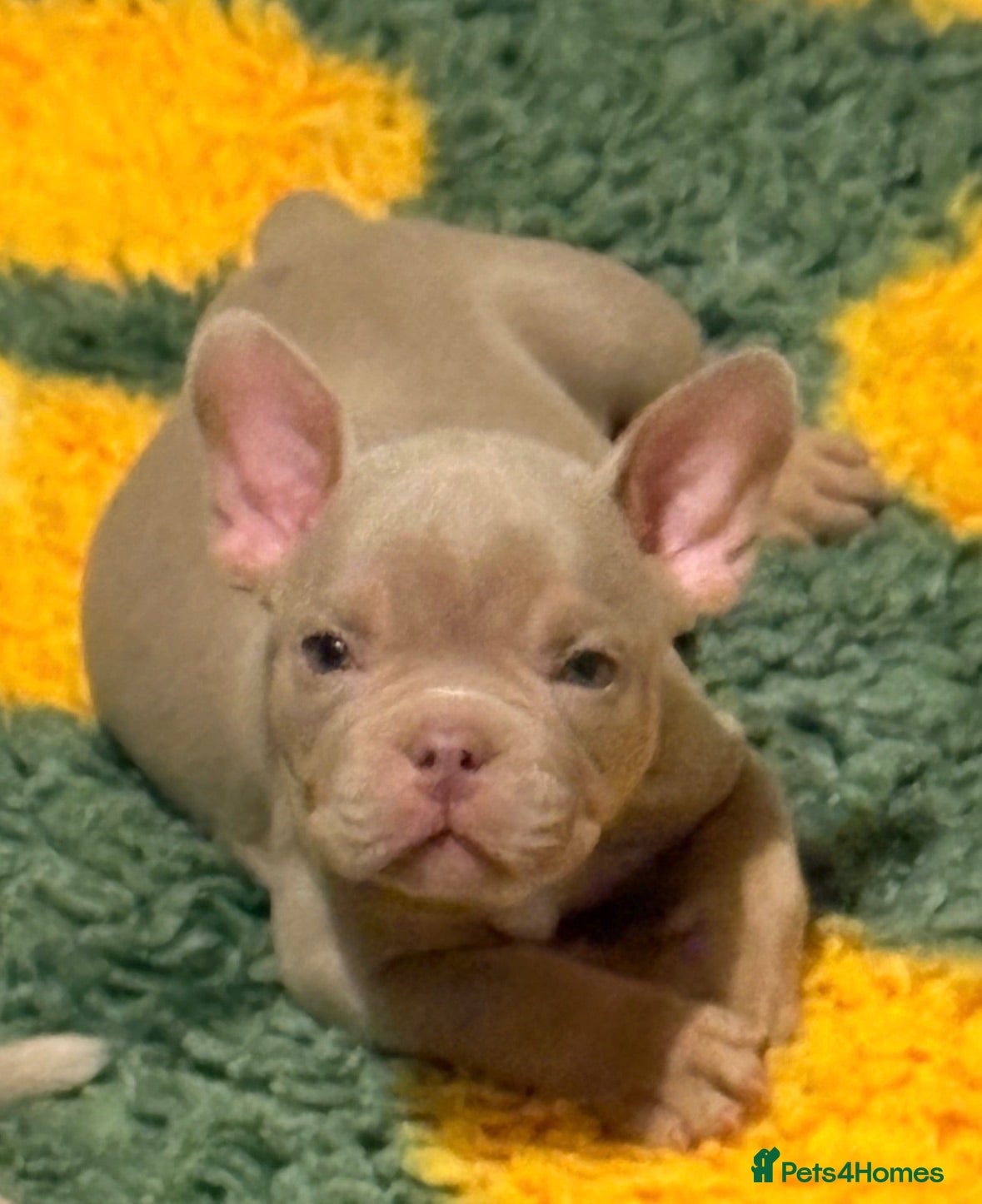 American Bully dogs Lucci vs Gr CH McLovin pups  - Advert 1