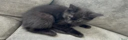 Mixed Breed cats for sale: Kitten for sale - Advert 2