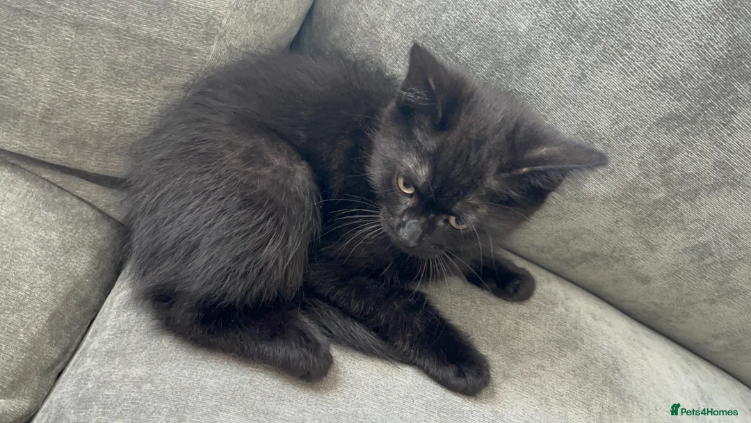 Mixed Breed cats for sale: Kitten for sale - Advert 2