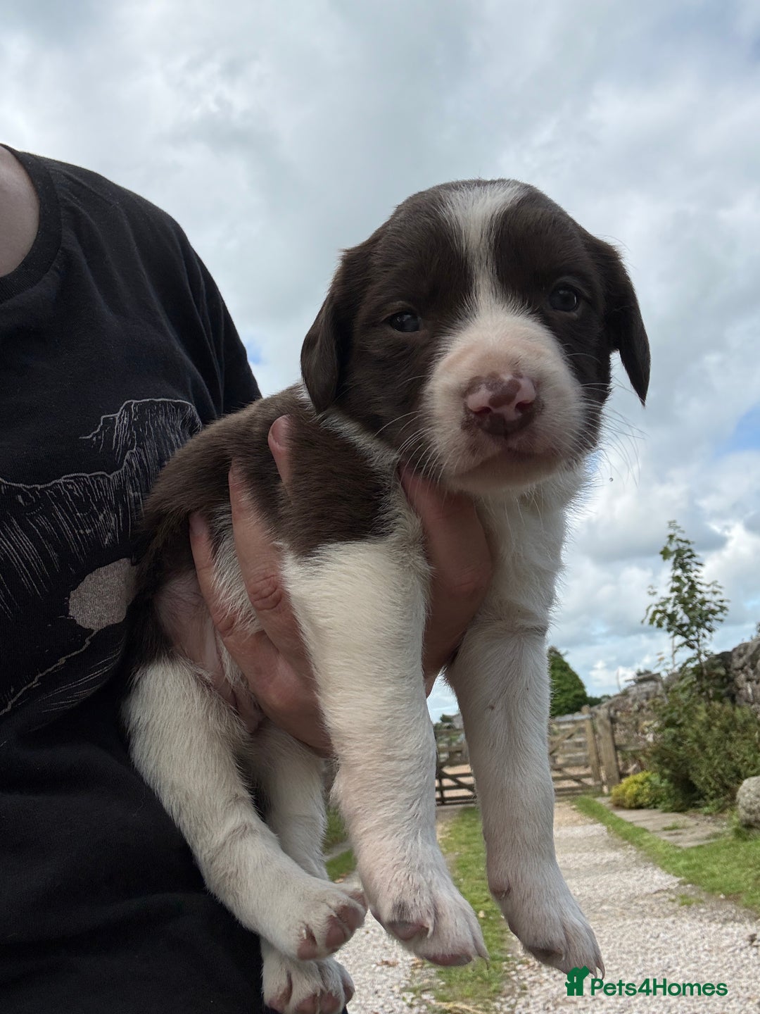 Sprollie dogs for sale: Liver & White Sprollies for sale - Image 3