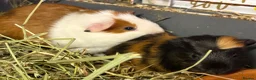 Guinea Pig rodents for sale: Bonded boys  - Advert 1