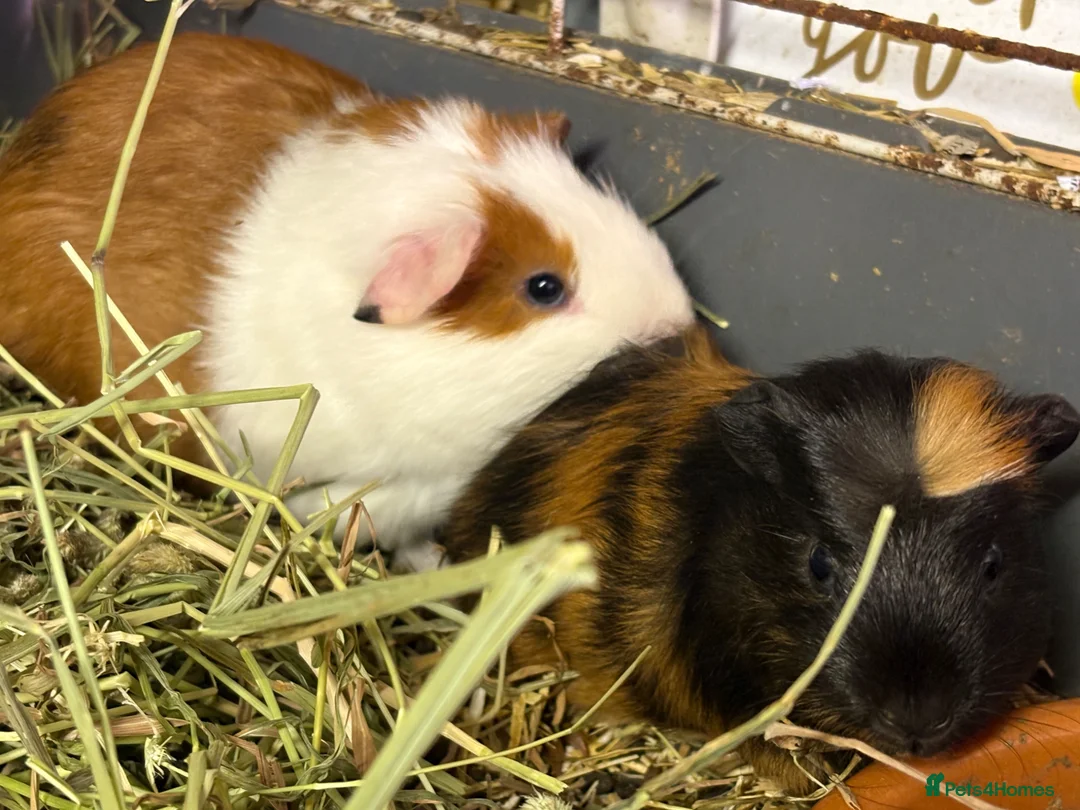 Guinea Pig rodents for sale: Bonded boys  - Advert 1