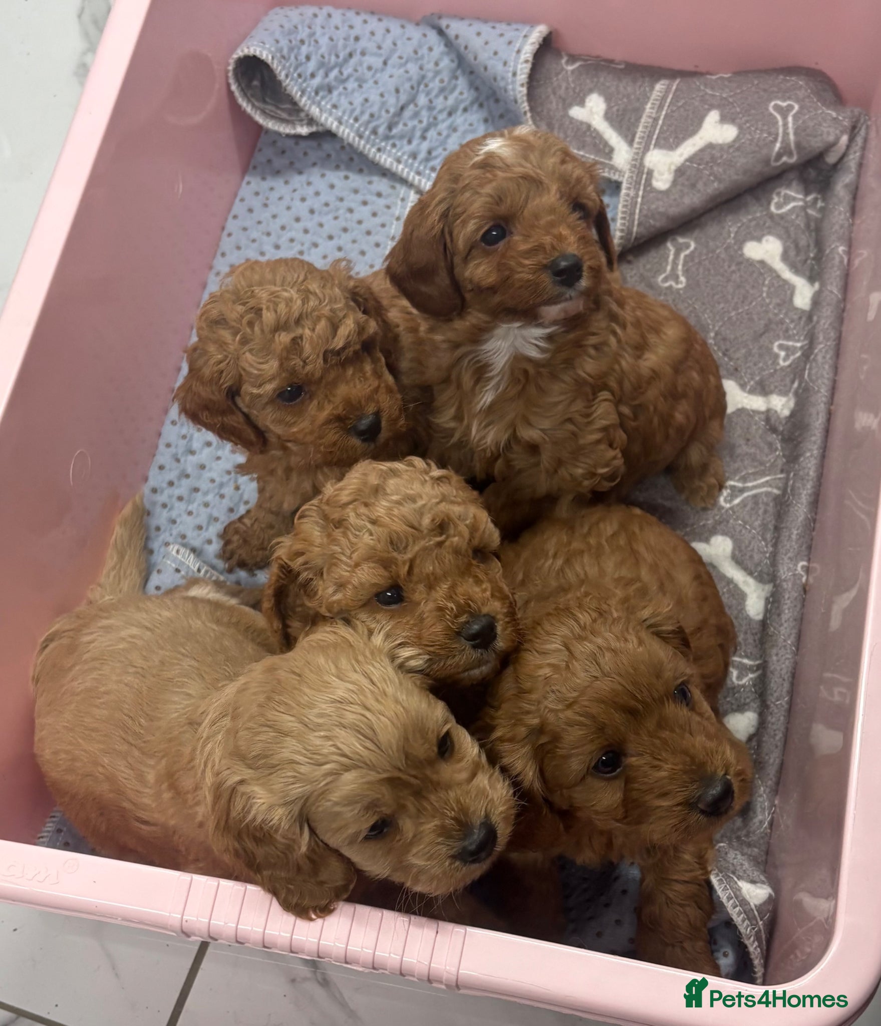 Cavapoo dogs extensively health tested toy cavapoo Girl puppy - Advert 8