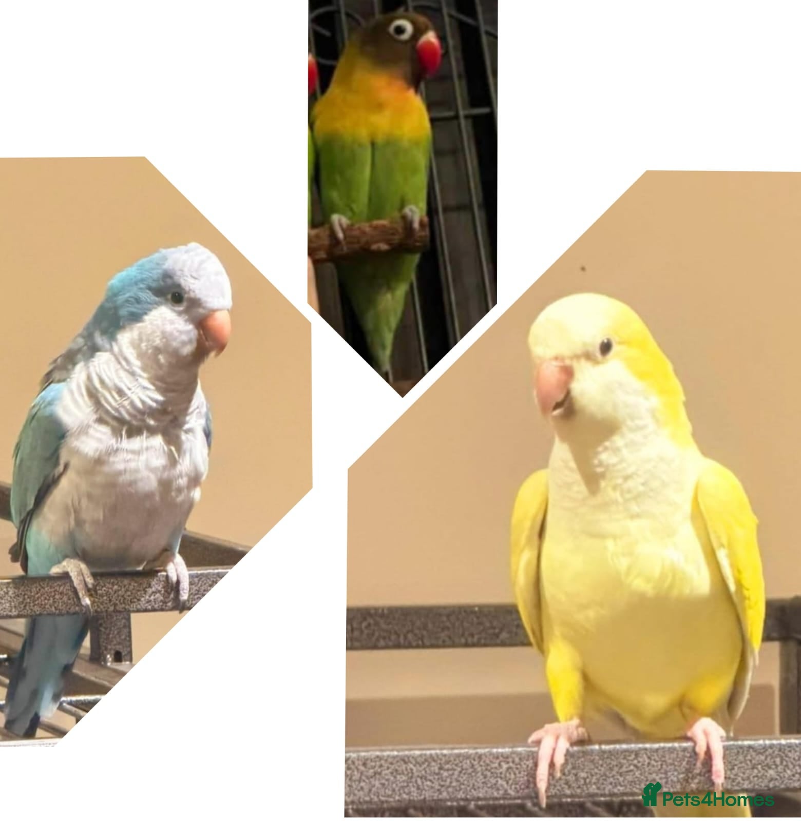 Ringnecks birds Quakers lime- blu love bird PRICE in add not free - Advert 1