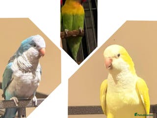 Ringnecks birds Quakers lime- blu love bird PRICE in add not free - Advert 12