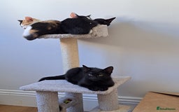 Domestic Shorthair cats for sale: 2 Gorgeous Pairs Of Kittens - Image 1