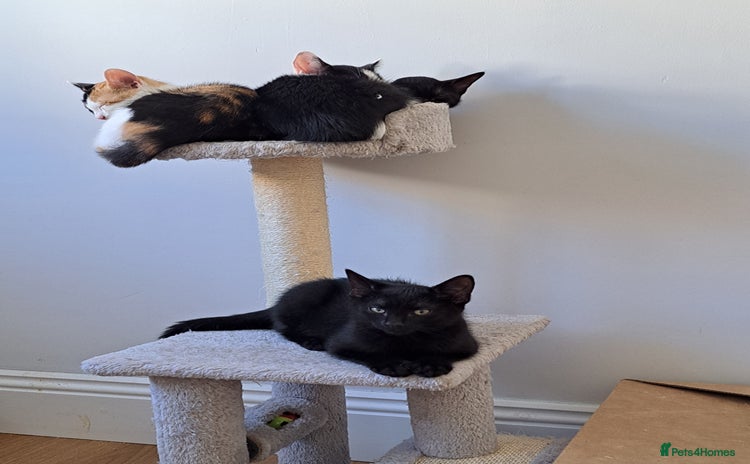 Domestic Shorthair cats - Advert 3