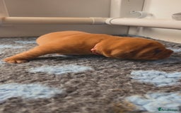 Dogue De Bordeaux dogs for sale: Beautiful KC Dogue De Bordeaux Puppies - Image 14