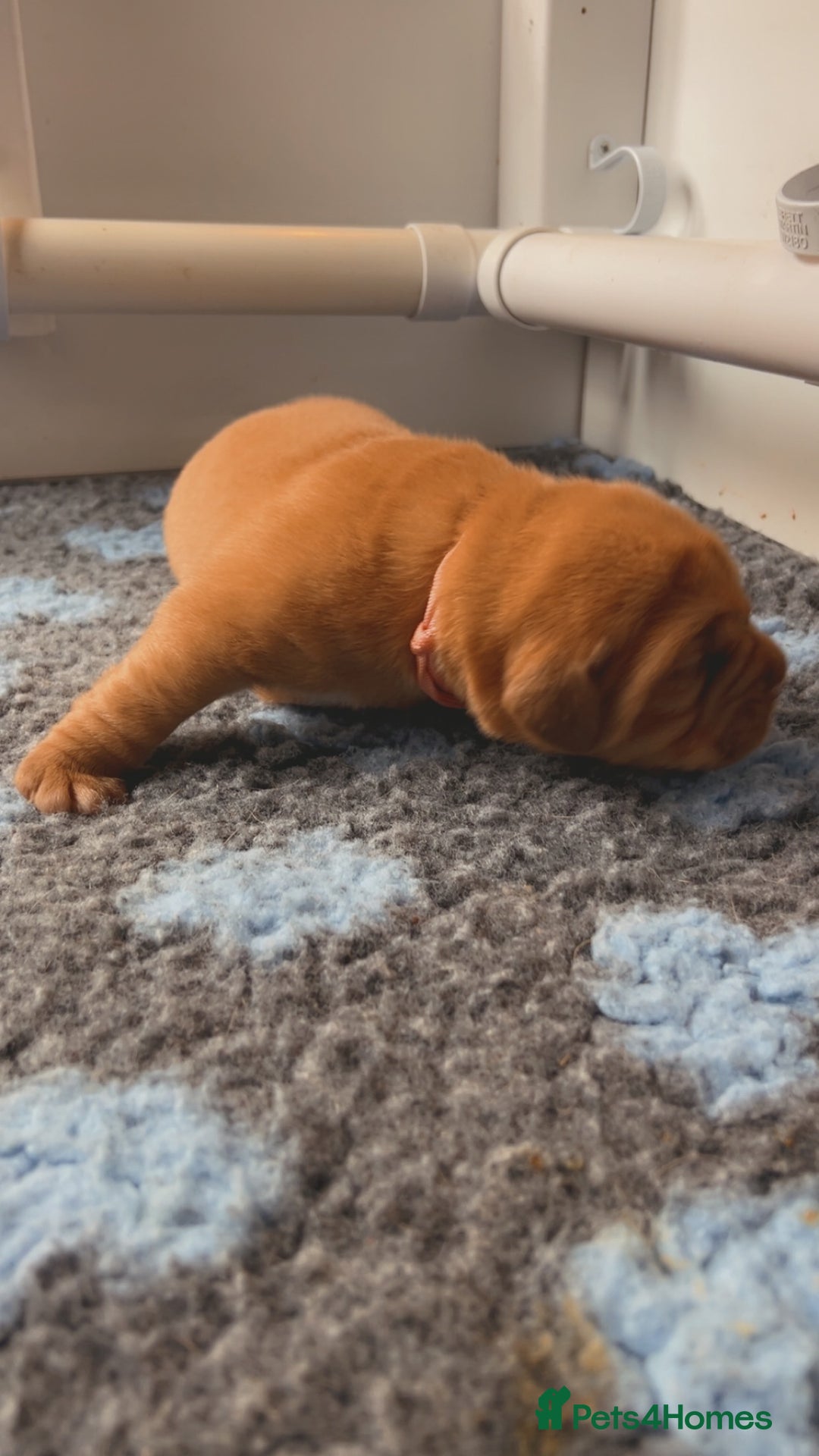 Dogue De Bordeaux dogs for sale: Beautiful KC Dogue De Bordeaux Puppies - Image 14