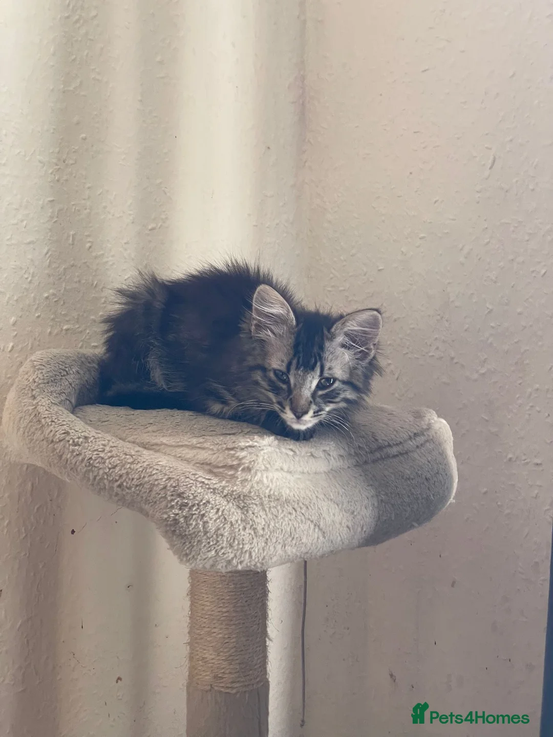 Mixed Breed cats for sale: PLEASE READ DESCRIPTION need a forever home  - Advert 5