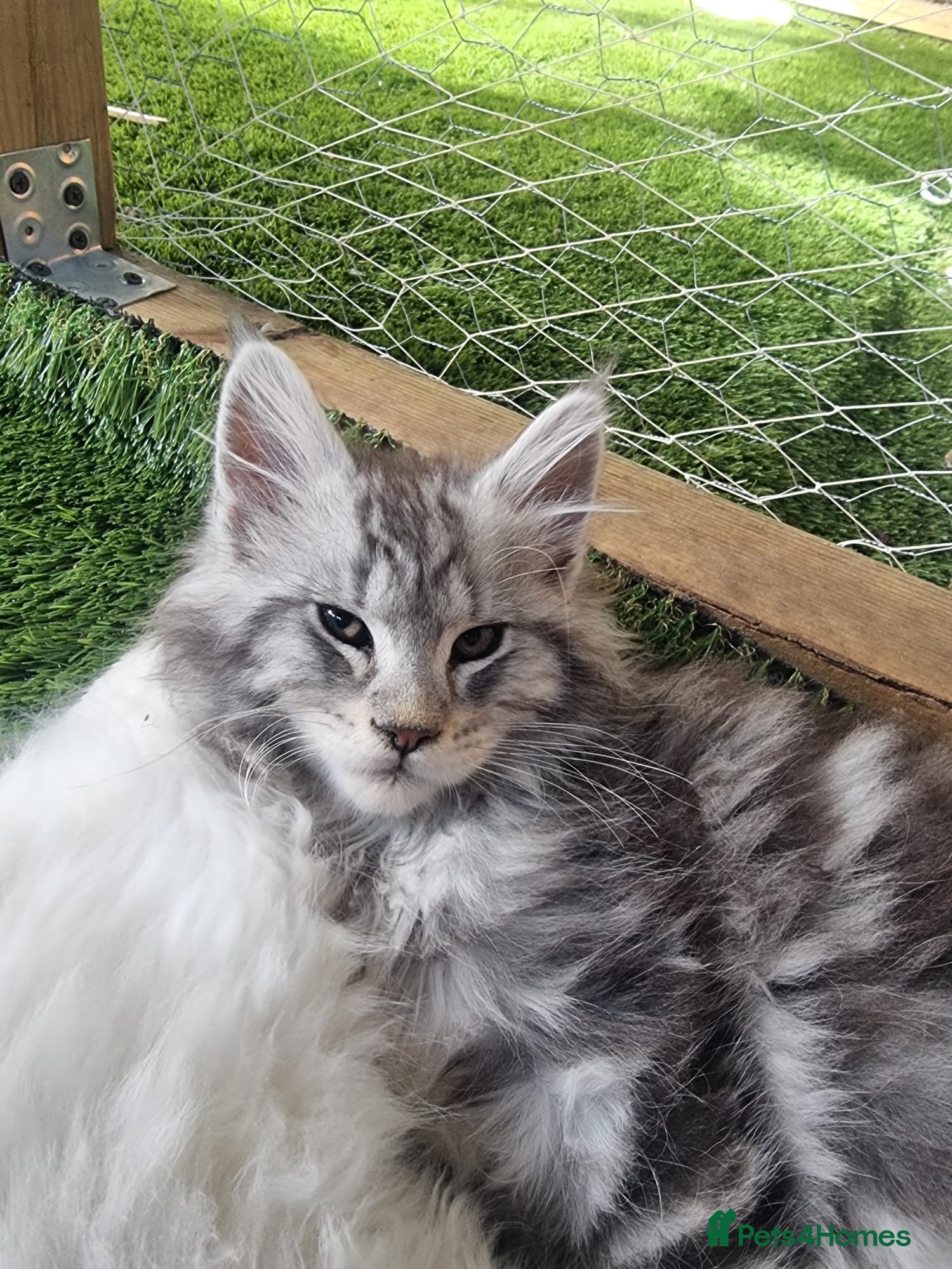 Maine Coon cats for sale: Tica registered kitten - Advert 3